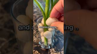 Plant propagation amp Plant Styling ♥️🌿plantstoriesbypoojaaparajita plantpropagation bamboo [upl. by Ja]