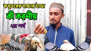 কবুতরের বাচ্চার ঠান্ডা লাগছে । village blog । গ্রাম গঞ্জের ভিডিও । pigeon farm । Agro vlog village [upl. by Glenden]