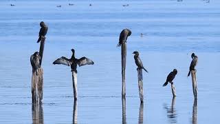 Pygmy Cormorant [upl. by Anida240]