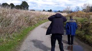 Our encounter with the cows at Yate Fold  All The Footpaths  BOL 177 181 [upl. by Connel]