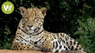 Secret Brazil Jaguar the king of the Pantanal  Animal documentary  Part 12 [upl. by Jacquet]