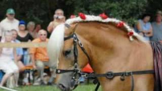 haflinger horse [upl. by Arec]