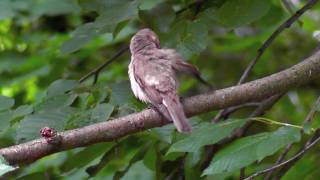 Gobemouche gris  Muscicapa striata [upl. by Innavoeg227]