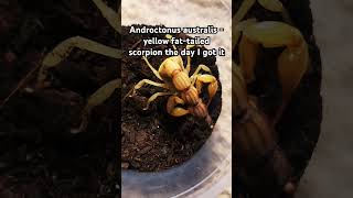 Androctonus Australis  Yellow fattailed scorpion [upl. by Ueihttam]