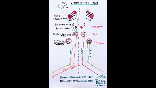 Reticulospinal Tract Extrapyramidal pathway [upl. by Ahsirk]