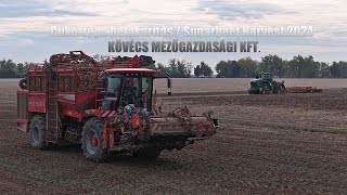 KövécsAgro Sugarbeet HarvestCukorrépa 2024Holmer T430 Ropa Maus John Deere 9620RX 8200 7810 [upl. by Garretson]