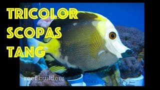 Wild Tricolor KOI Scopas Tang [upl. by Atteuqal388]