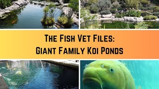 Fish Vet Files Giant Family Koi Ponds [upl. by Drannek]