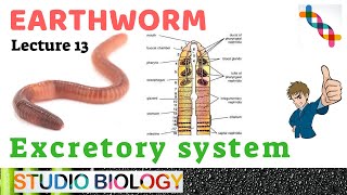 Class 11Zoology LecturesDiscuss Excretory system Types of nephridia ampstructure in Earthworm213 [upl. by Tobias]