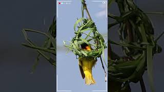 Yellow Weaver Birds Amazing Nest Building Skills A Master Architect at Work weaverbird shorts [upl. by Ardnik]