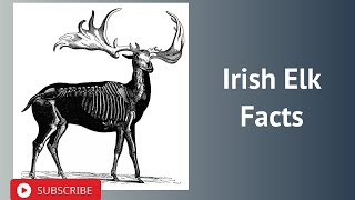 Irish Elk Facts [upl. by Aelat661]