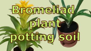 How to care for guzmania bromeliad plants How to Repot Bromeliads Bromeliad plant potting soil [upl. by Frasco]