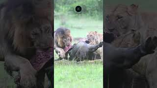 Lions Feast on a Buffalo Kill in the Serengeti safarisightings africannationalpark [upl. by Aggappera]