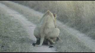 Lions mating in Krugerpark [upl. by Dietsche]