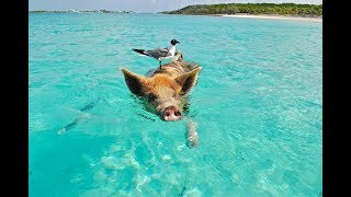 Bahamas Vlog Beach and more  Pig swimming [upl. by Evelinn921]