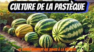 🍉 Culture de la Pastèque  Le Guide Complet du Semis à la Récolte  🍉🌞 [upl. by Iffar]