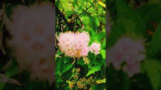 Pink Meadowsweet flower nature meadowsweet plant flower [upl. by Virge]