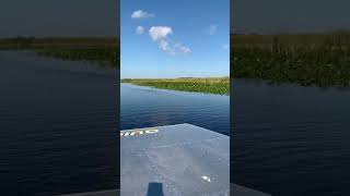 Airboat speed trail fun at Everglades Holiday Park [upl. by Eciryt]