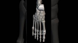 Leg amp hand please comment legs anatomy dmlt trending shorts healthcare humanbody laboratory [upl. by Annamarie783]