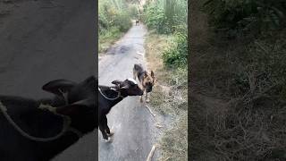 German shepherd vs Pitbull viralshort youtubeshorts doglover germanshepherd [upl. by Dirrej]