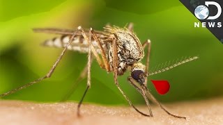 Why Are Mosquitoes So Good at Carrying Disease [upl. by Lhamaj]