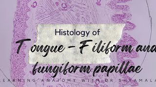 Histology of Tongue  Filiform and fungiform papillae Step by step drawing with description [upl. by Mot]