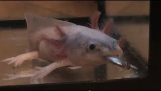 Axolotls eating Fish Alive Neon Tetras [upl. by Reisfield33]