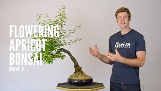 Defoliating Flowering Apricot Bonsai  BonsaiU [upl. by Lachlan]