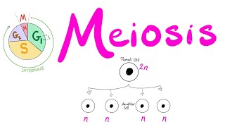 Meiosis  Cell Division  Biology Series for MCAT DAT GSCE ACT SAT AP Biology [upl. by Aneelad289]