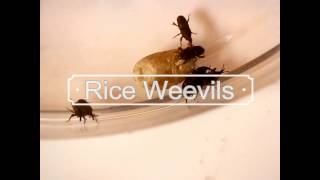 An Introduction to the Rice weevil Sitophilus oryzae [upl. by Castor940]