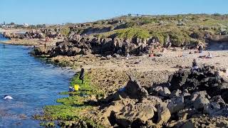 Abalone Season in Perth Western Australia 2022 [upl. by Halley634]