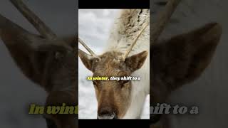 Mastering the Arctic Secrets of Reindeer reindeer reindeers animal animals facts shorts fact [upl. by Llekim]