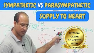 Sympathetic vs Parasympathetic Supply to Heart 🫀 [upl. by Laura]