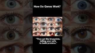 What are Genes [upl. by Alarice]