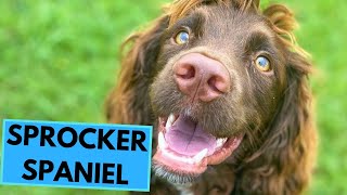 Sprocker Spaniel  TOP 10 Interesting Facts  Cocker x Springer Spaniel [upl. by Rizan]