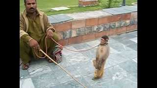 Animal Abuse In Pakistan [upl. by Delanty]