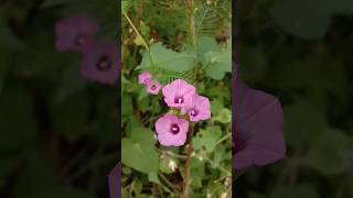 ipomoea triloba plant  ipomoea plant youtubeshorts flowergardening garden [upl. by Ethan]