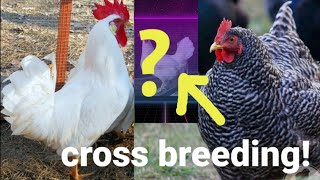 CROSS BREEDING white leghorn x barred plymouth rock🐔🐓 [upl. by Arlon]