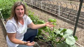 Growing Incredible Escalator Climbing Organic Zucchini [upl. by Avril]