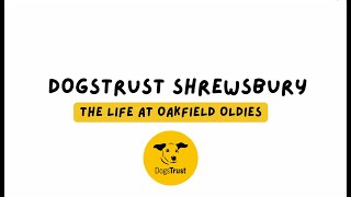 The life at Oakfield Oldies  Dogs Trust Shrewsbury [upl. by Bartolomeo]