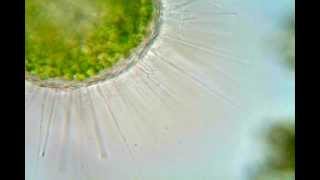 Acanthocystis turfacea [upl. by Ramej]