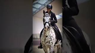 Podoba wam się ta maść koni 💗🎀🌟🔝 fypシ゚viral horsing fans equestrian horsy edit [upl. by Haleeuqa]