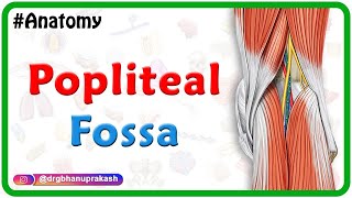 Popliteal fossa Anatomy Animation  Boundaries Contents and Relations  USMLE Step 1 [upl. by Getter905]