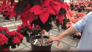 Poinsettia care tips  how to keep your poinsettia looking good this year and next [upl. by Liebermann73]