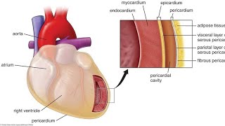 Introduction To Human Heart [upl. by Geithner]