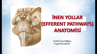 İnen Yollar  Efferent Pathways  Nöroanatomi Konu Anlatımı  10 [upl. by Alpert]