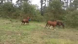 Fun at the farm  young horse playing with ball [upl. by Darian]