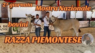 2 giornata di competizione morfologica 43mostra nazionale bovini razza piemontese FOSSANO CN [upl. by Aldercy]