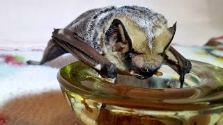 A Hoary bat enjoys her dinner at Wild Things Sanctuary [upl. by Aiden]