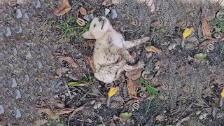 Abandoned puppy non stop trembling in terrified between a pack of dogs hopeless waiting for help [upl. by Eiraminot]